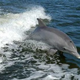 Illustration for article titled Why are dolphins smarter than most other mammals?